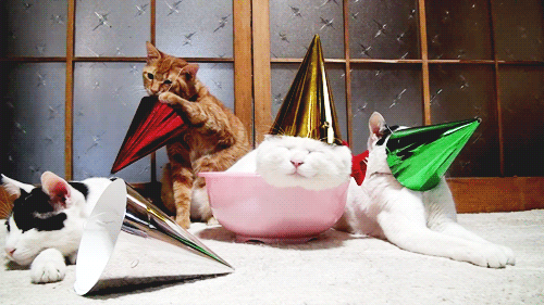 cat chat party fête humour gif